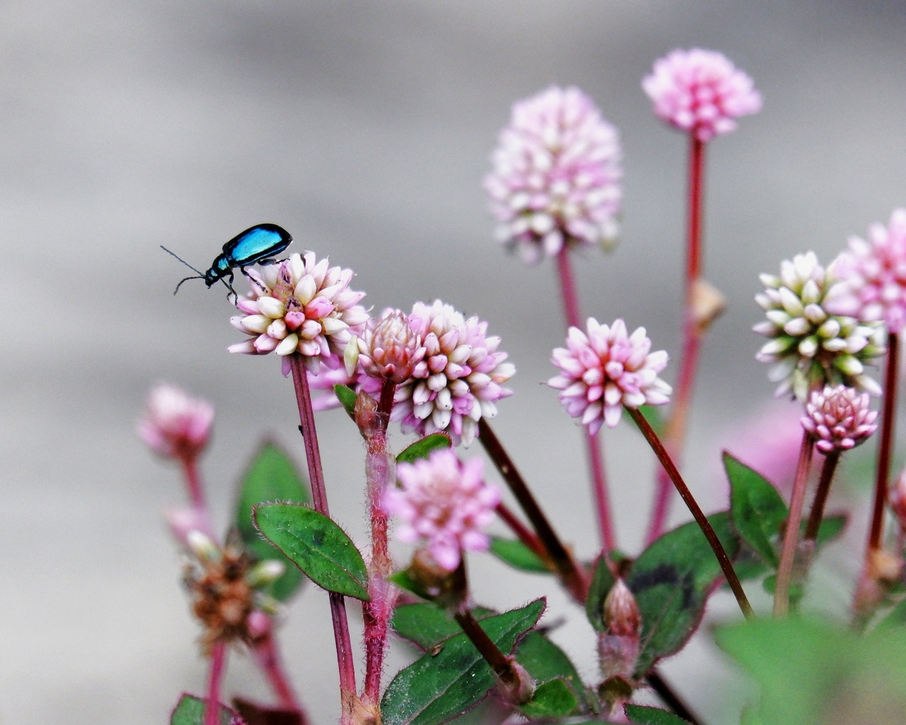 Жук сидит на розовых маленьких цветах