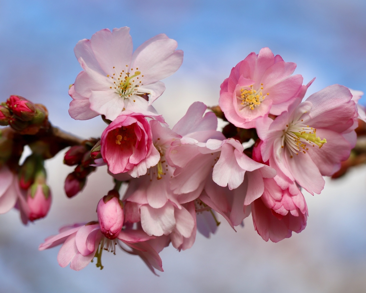 Первые розовые цветы на ветке дерева весной