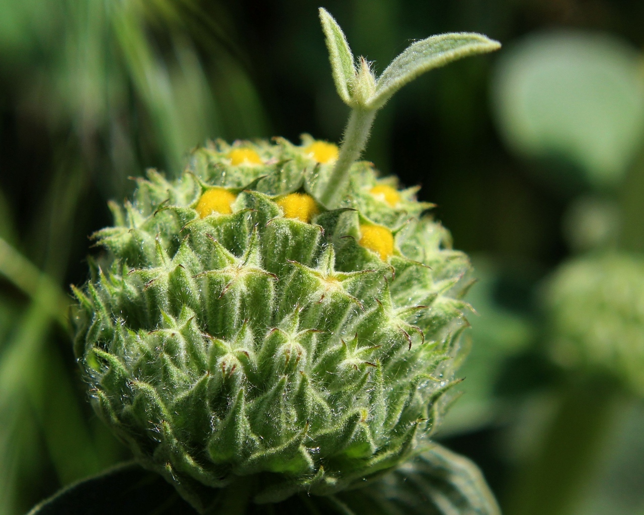 Зеленый бутон цветка распускается 