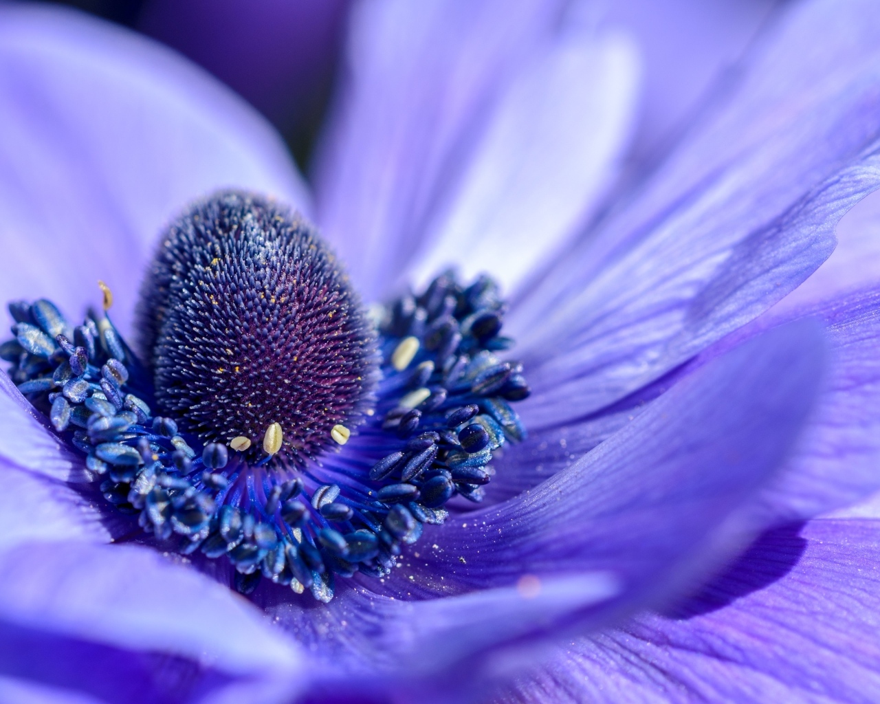 Серединка красивого цветка анемоны