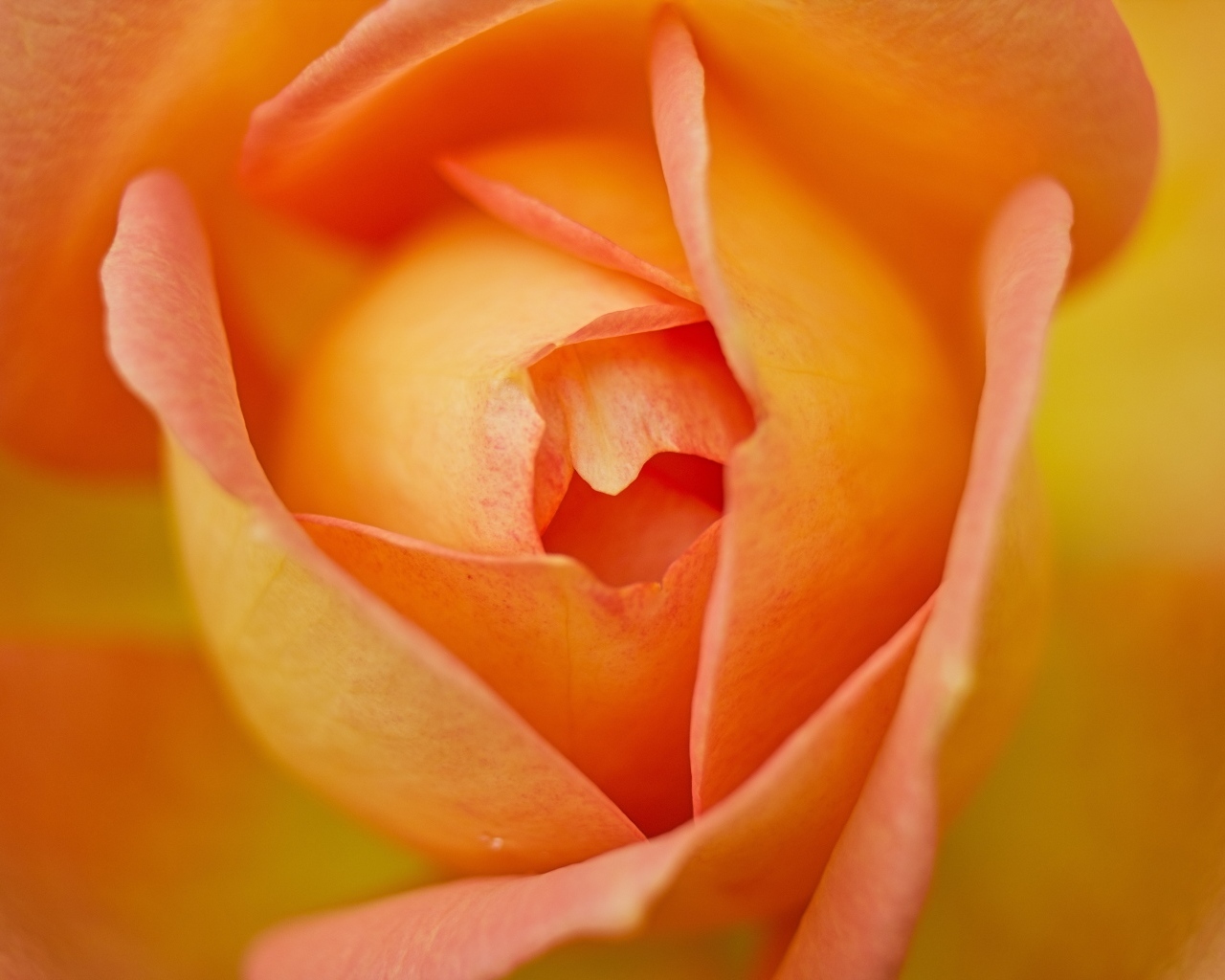 Серединка красивой оранжевой розы