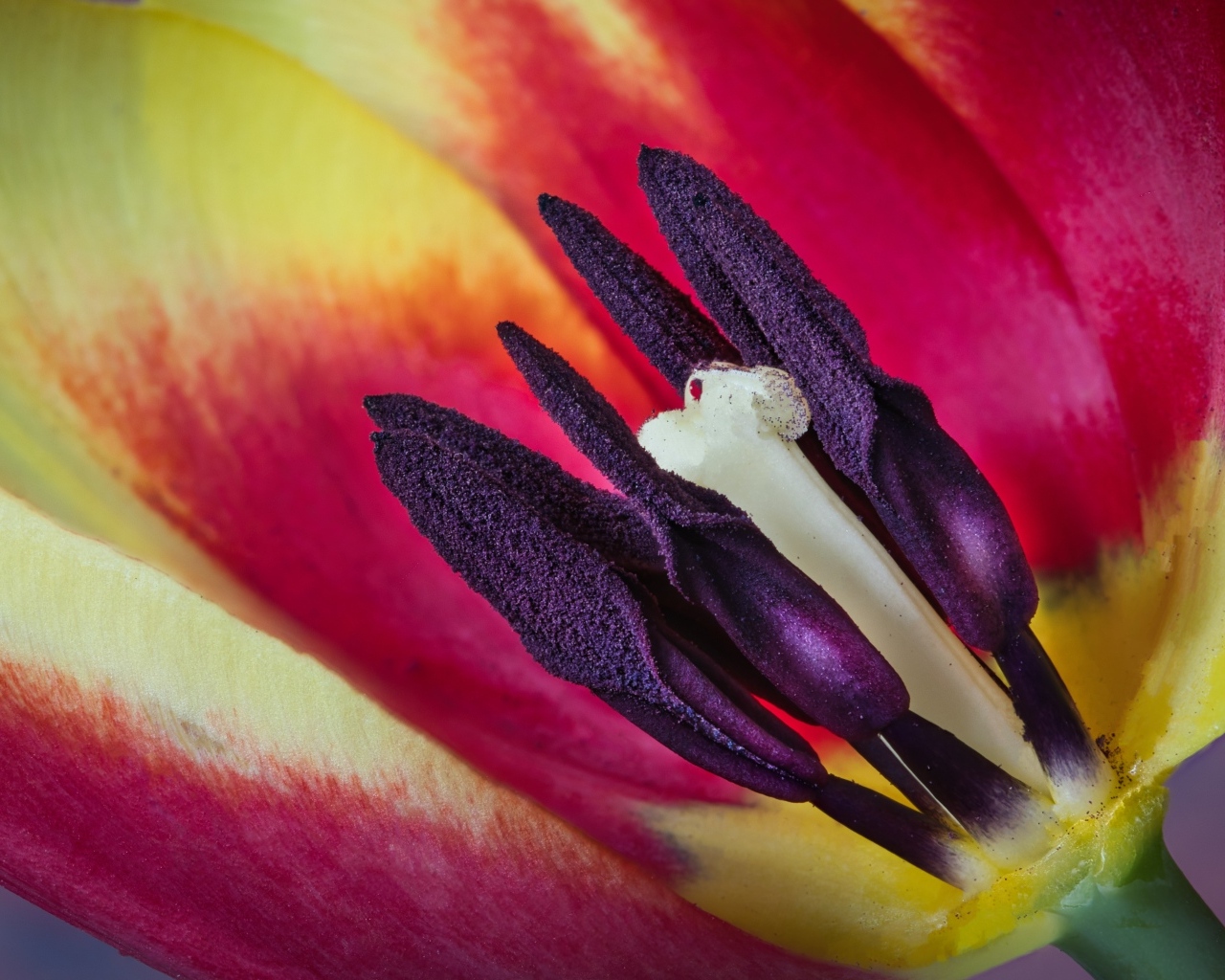 Серединка красивого тюльпана крупным планом