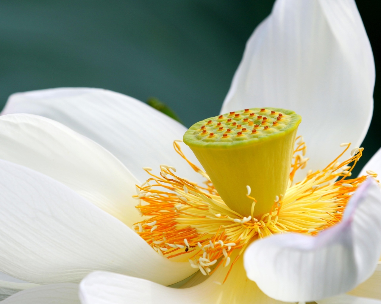 Середина нежного белого цветка лотоса