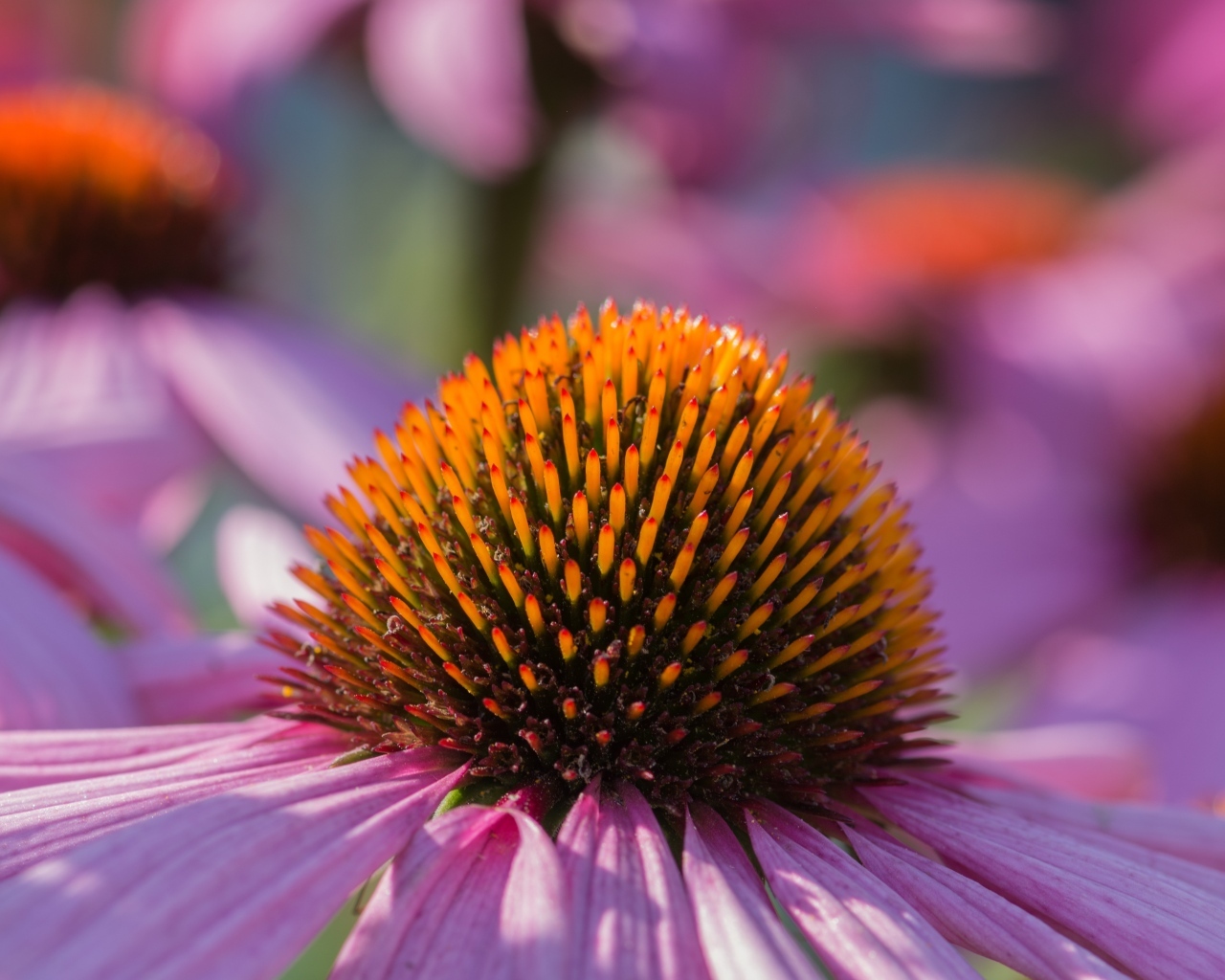 Серединка розового цветка эхинацеи