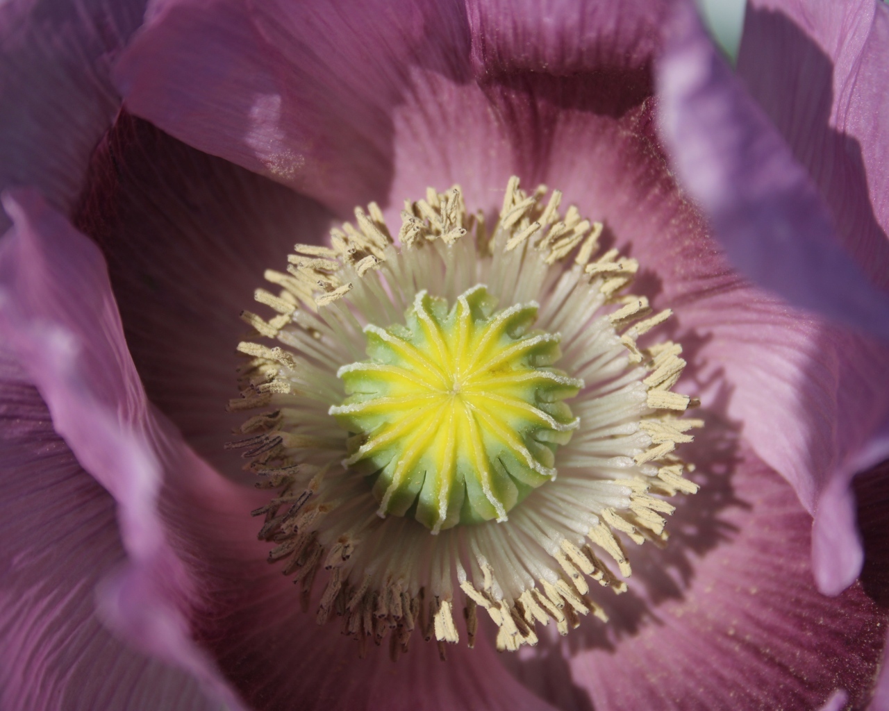 Серединка розового полевого мака