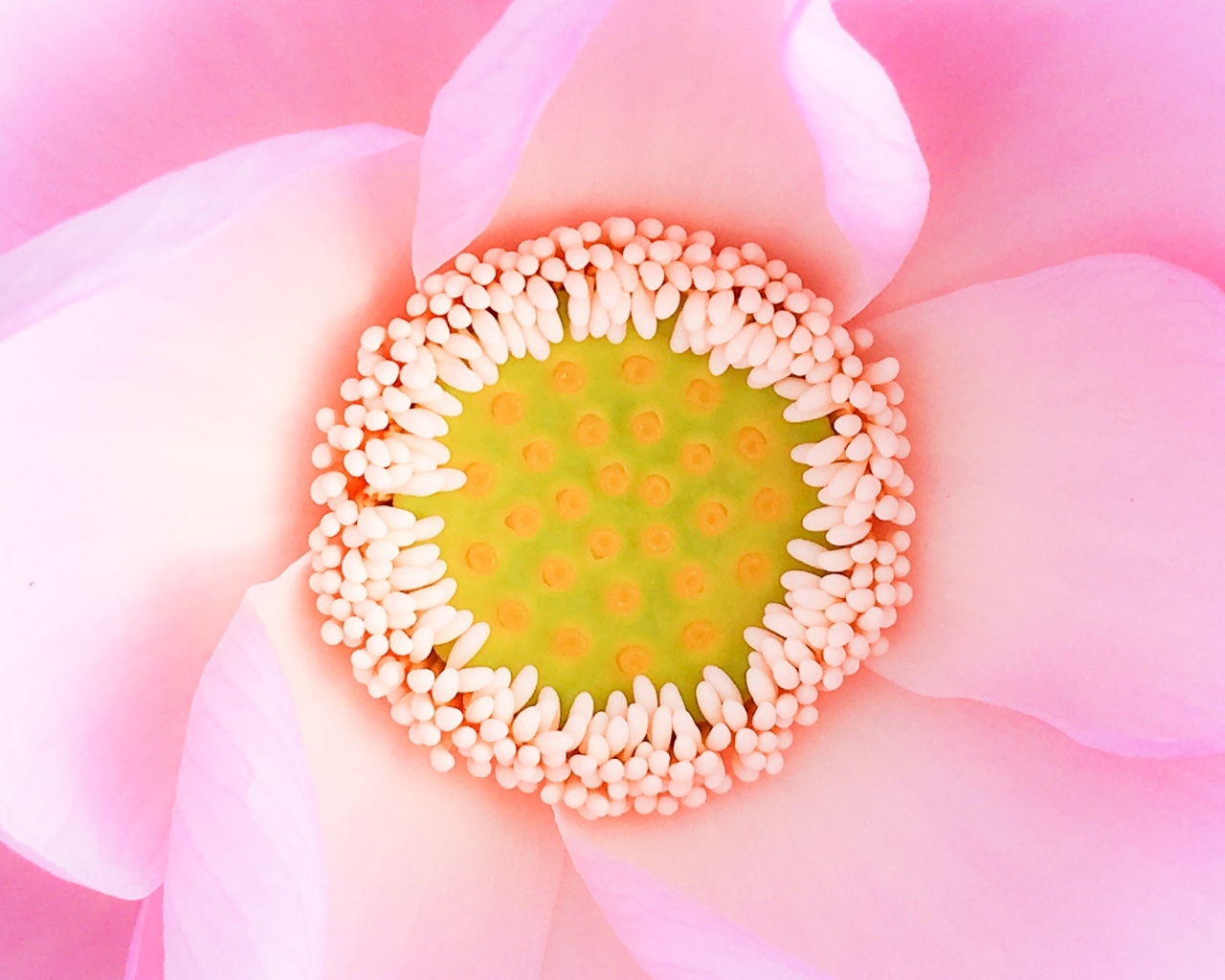 Серединка розового цветка лотоса 