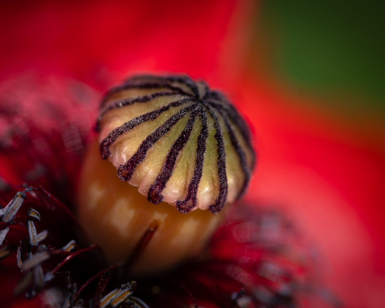 Середина красного цветка крупным планом