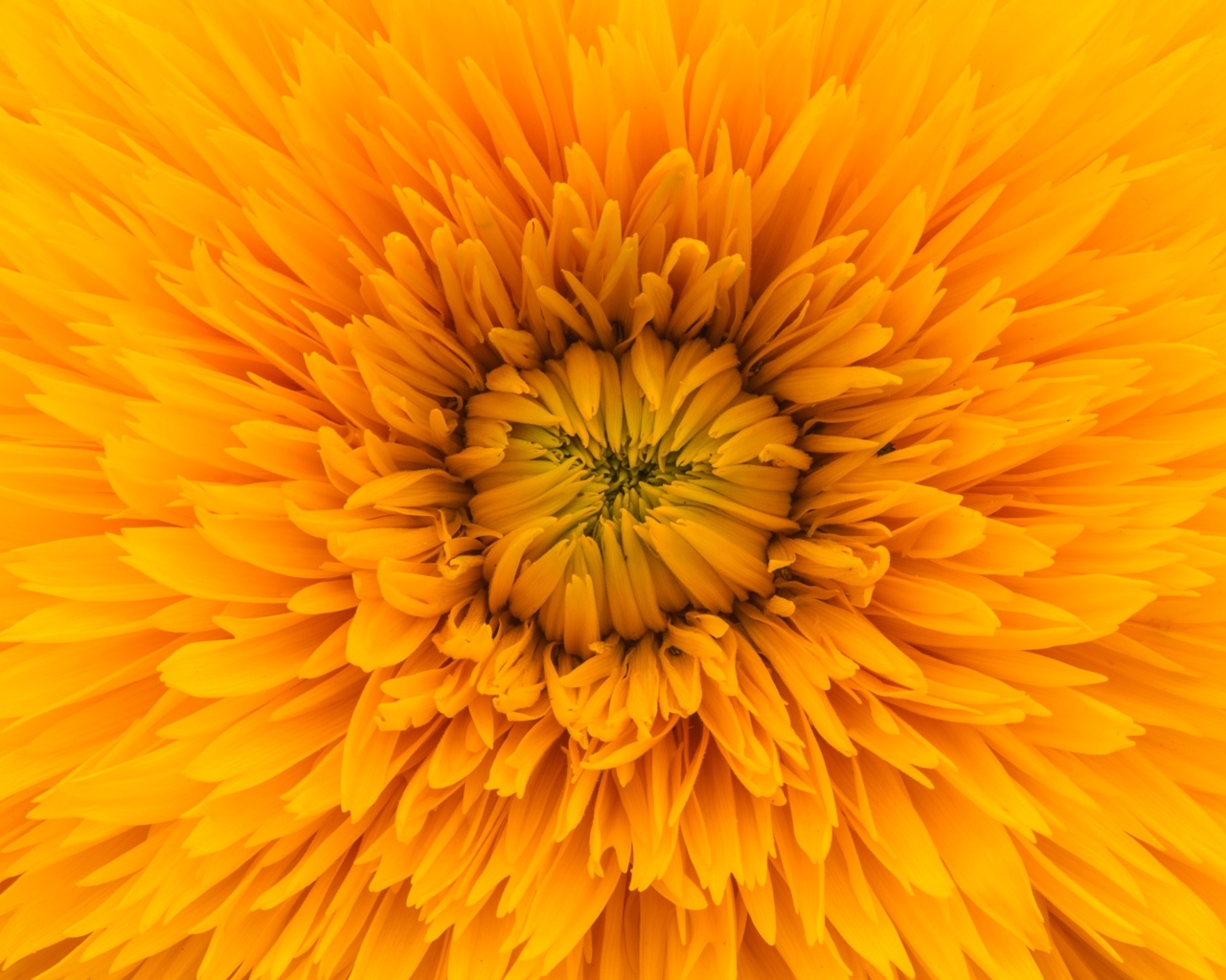 Середина желтого цветка хризантемы