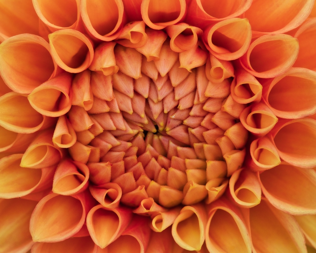 Серединка оранжевого цветка георгина