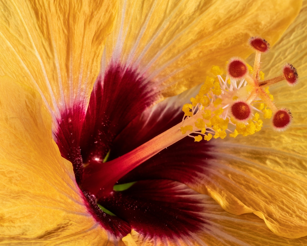 Серединка оранжевого цветка гибискуса