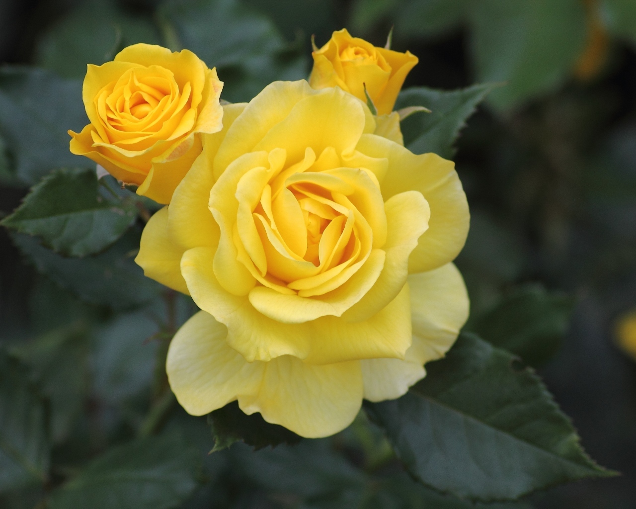 Три распускающихся розы на клумбе