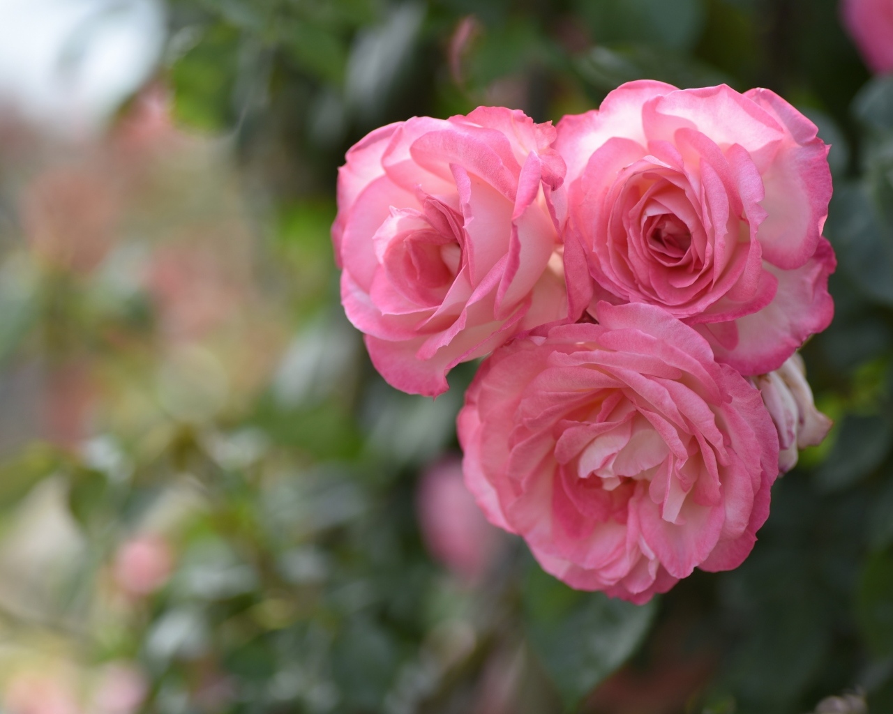 Три розовых парковых розы крупным планом