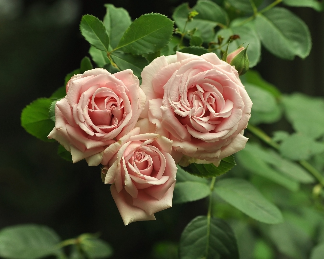 Три розовых розы с зелеными лепестками крупным планом