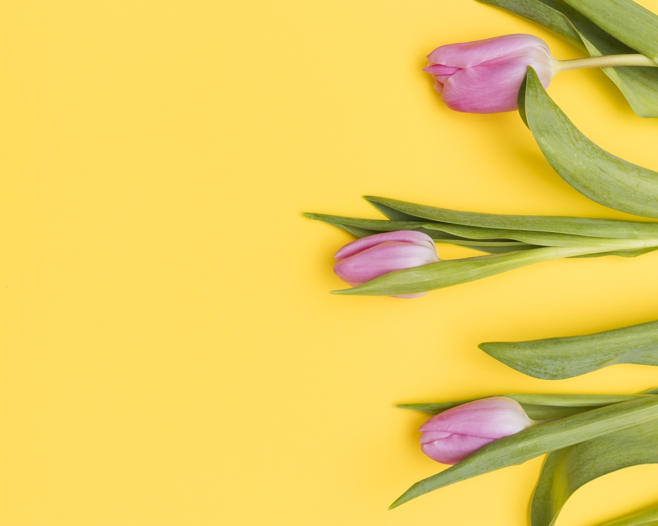 Три розовых тюльпана на желтом фоне