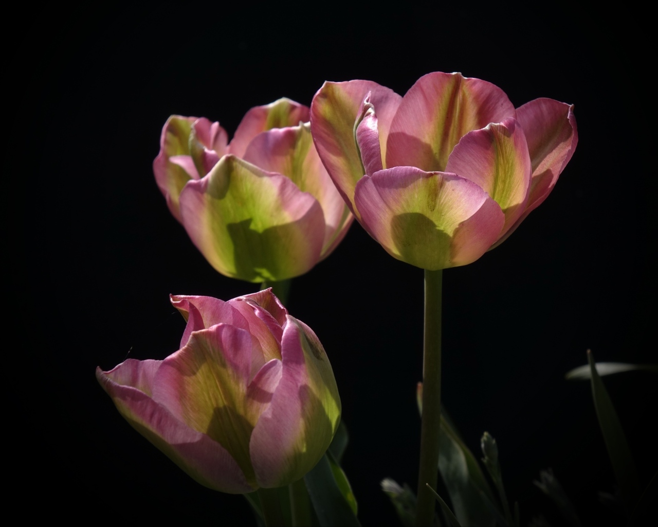 Три настоящих розовых тюльпана на черном фоне