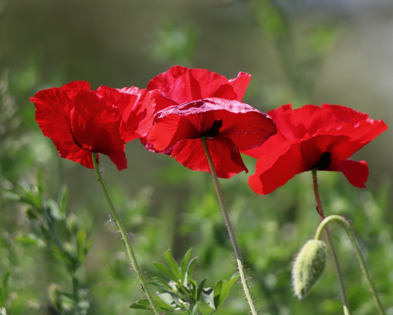 Три красных мака в лучах солнца