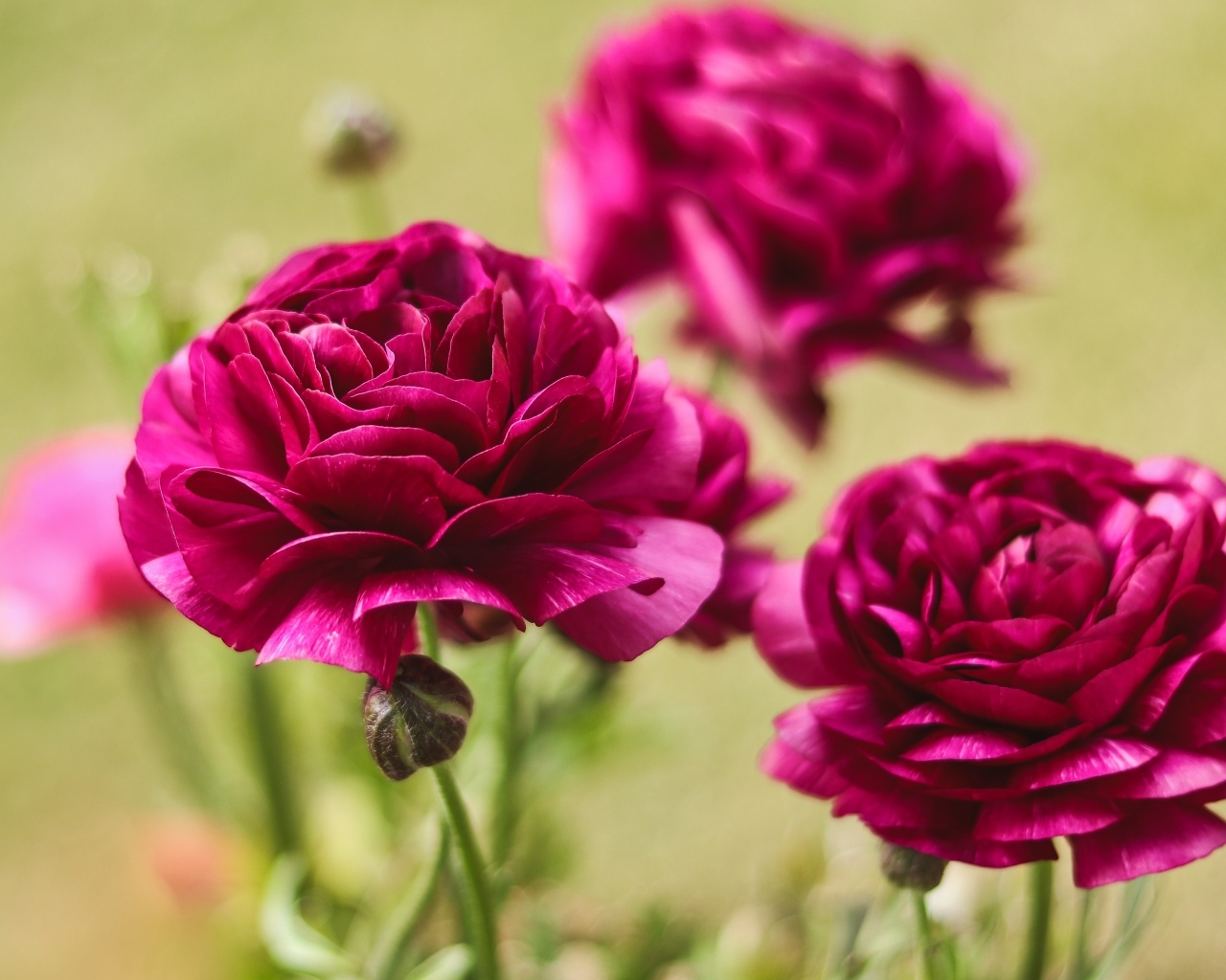 Три красных цветка лютика с бутонами