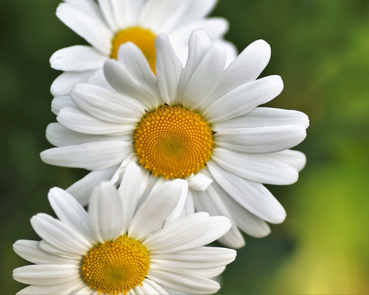 Три белых ромашки крупным планом