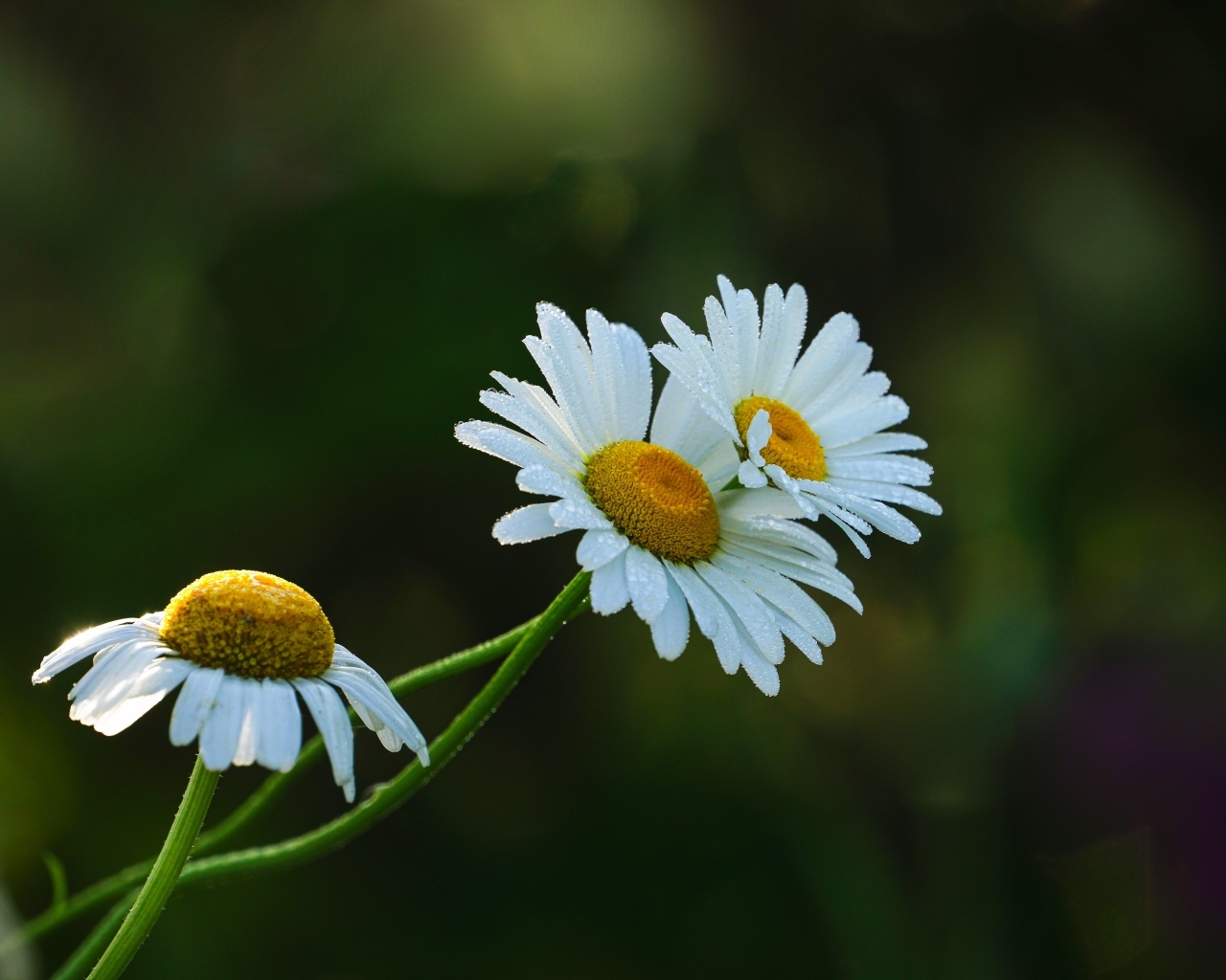 Три белые ромашки в капельках росы