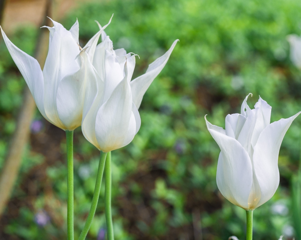 Три белых тюльпана на клумбе