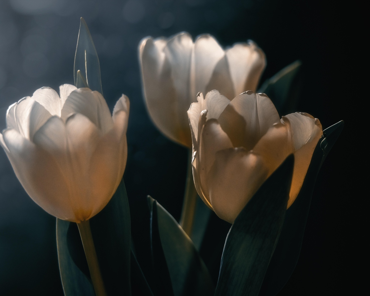 Три белых тюльпана с зелеными листьями  на черном фоне
