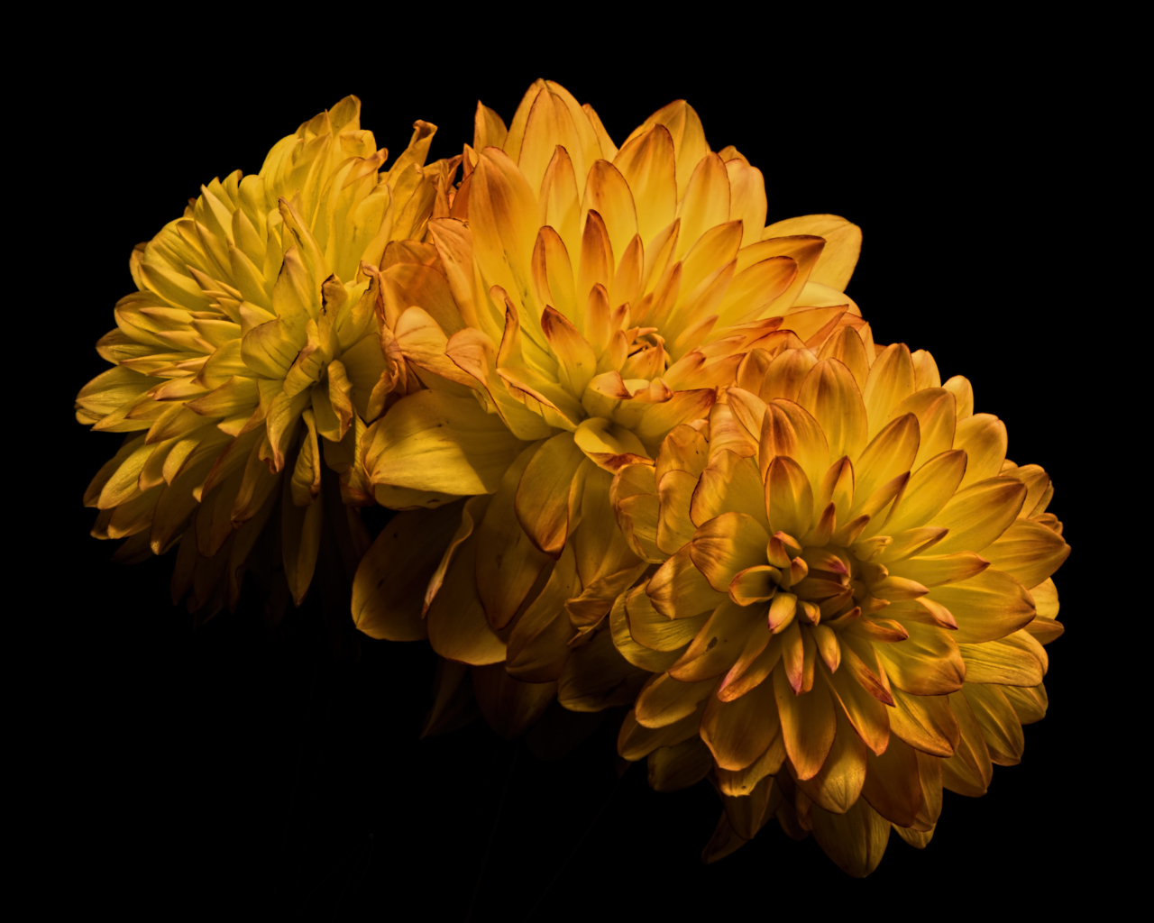 Три желтых цветка хризантемы на черном фоне