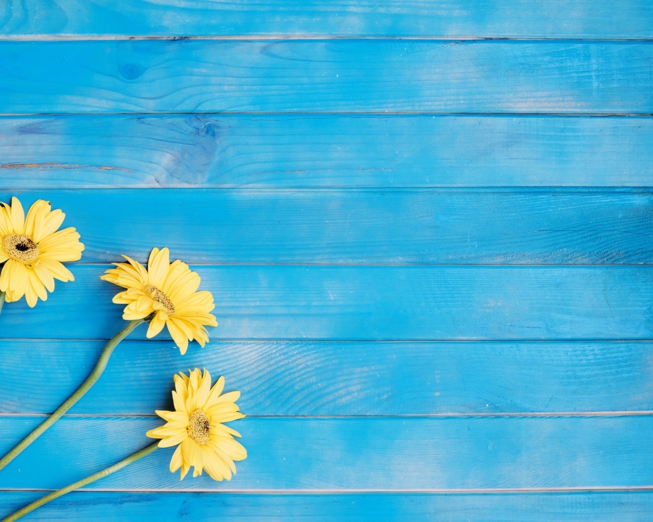 Три желтые герберы на голубом фоне