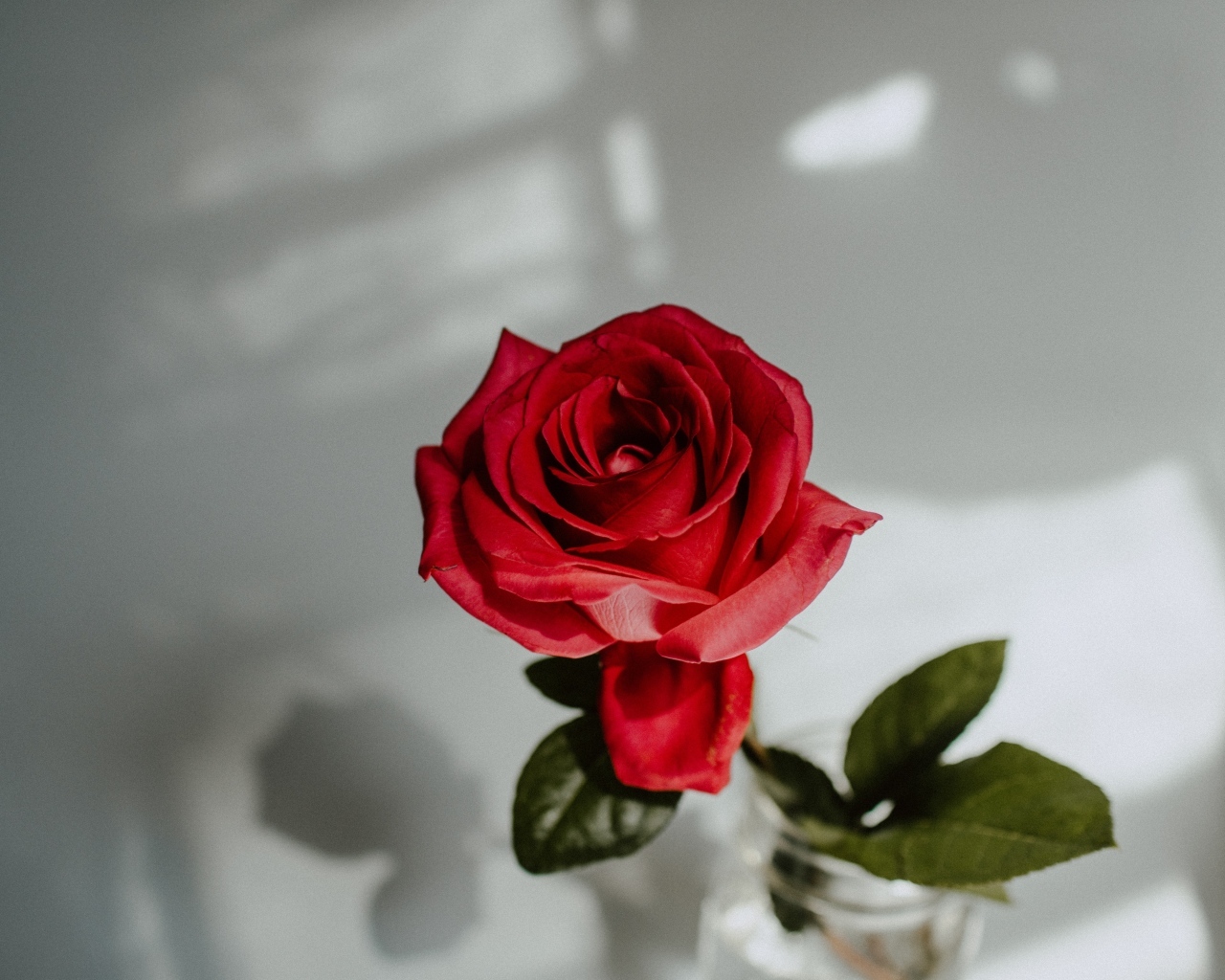 Вид сверху на красную розу в вазе