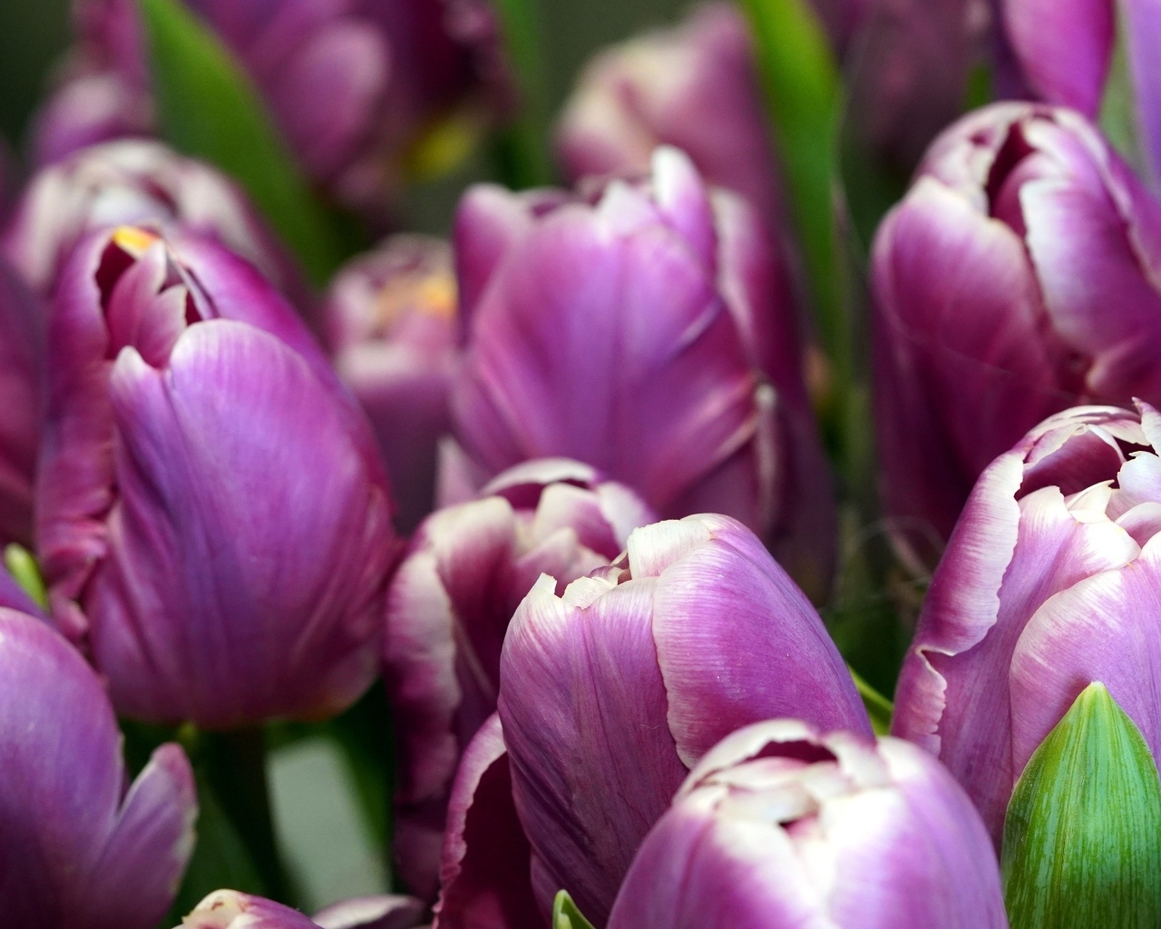 Верхушки фиолетовых тюльпанов на клумбе