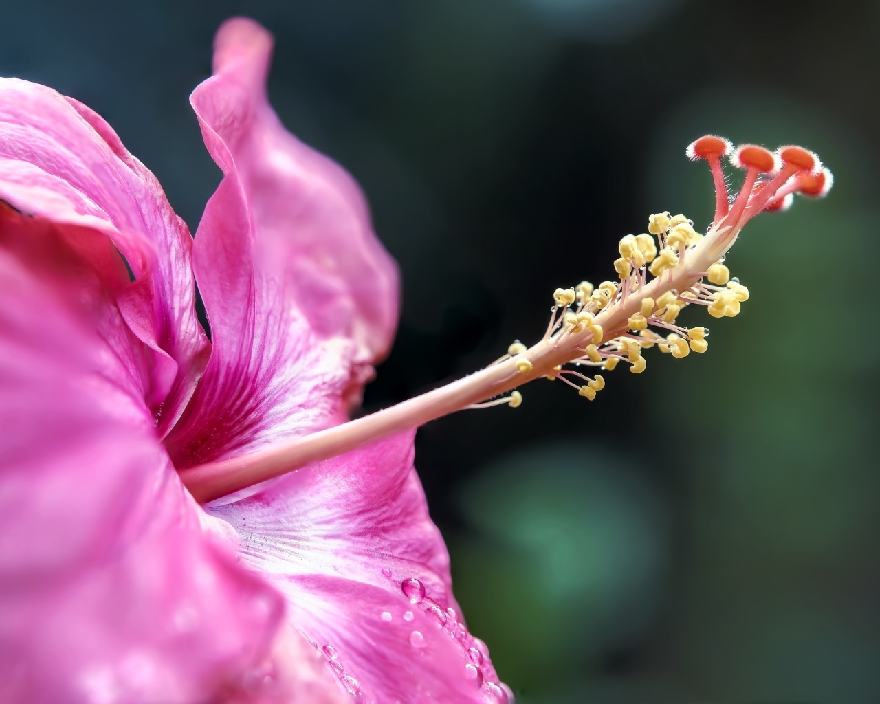 Тропический розовый цветок гибискуса крупным планом