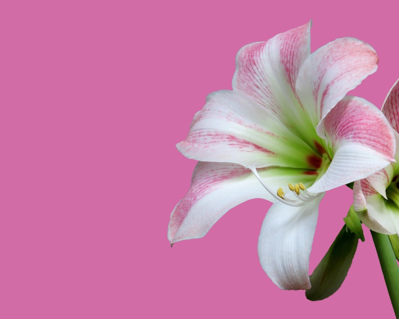 Два цветка амариллиса на розовом фоне