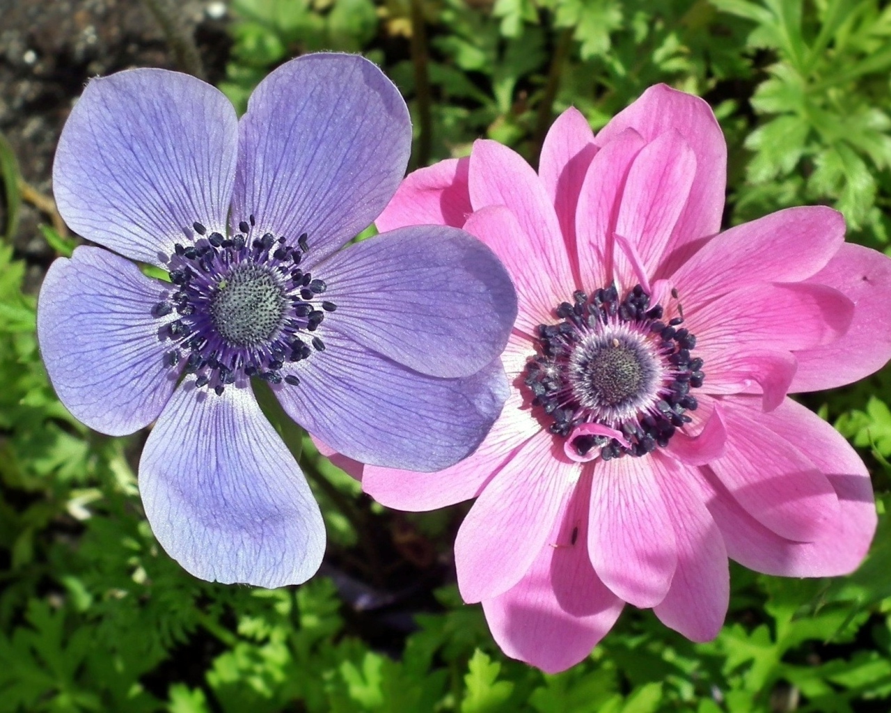 Два цветка анемона в зеленых листьях
