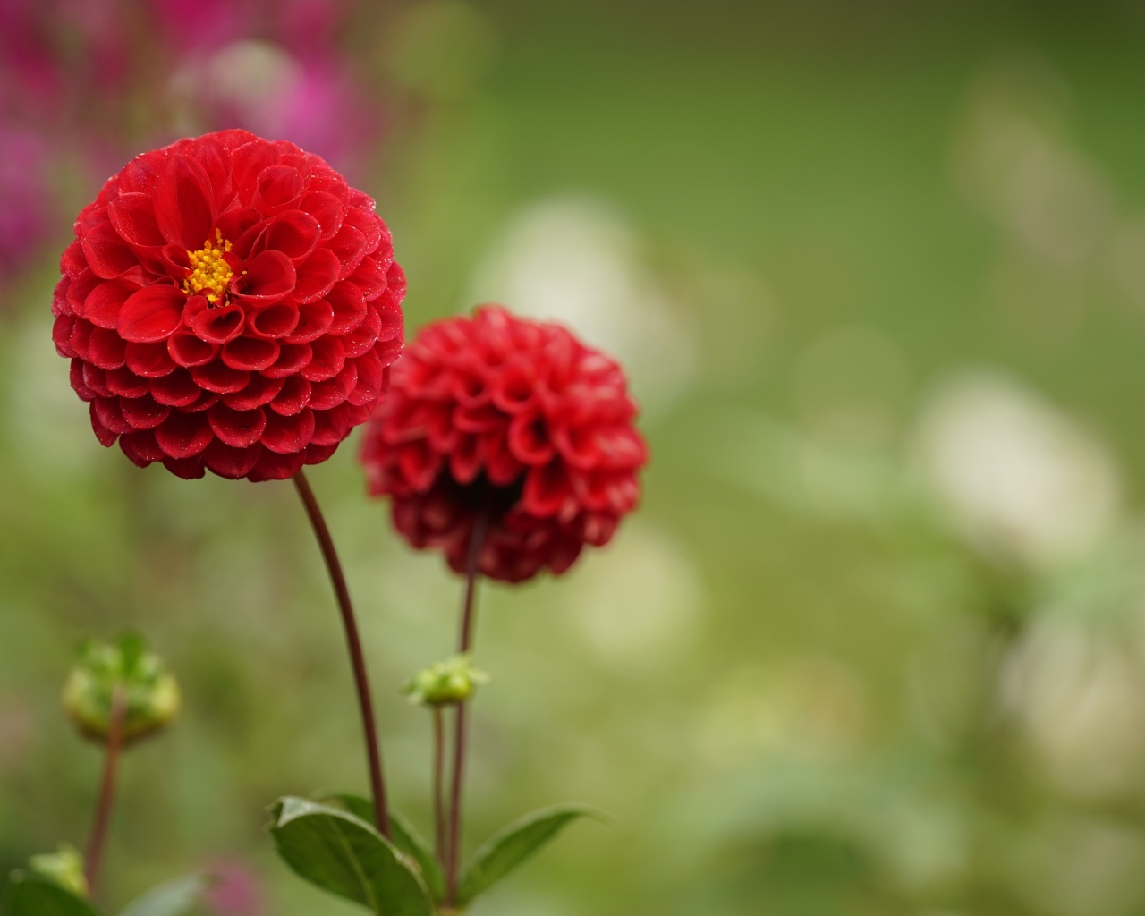 Два красивых пышных цветка садовой георгины