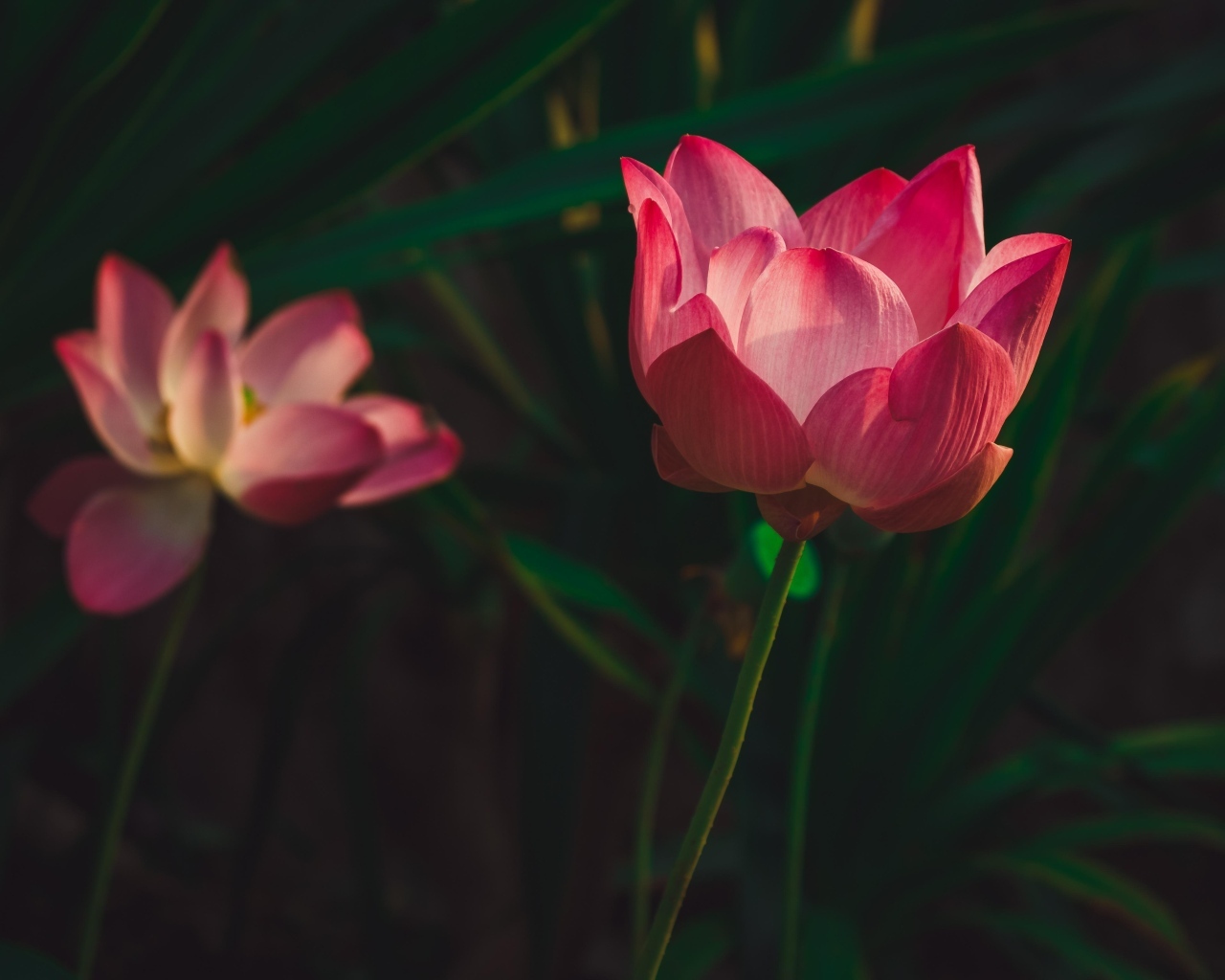 Два красивых розовых цветка лотоса