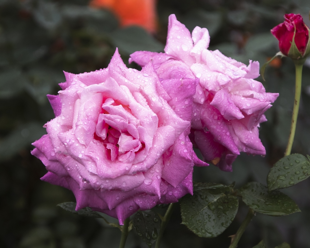 Две красивые розовые розы с бутоном в каплях дождя