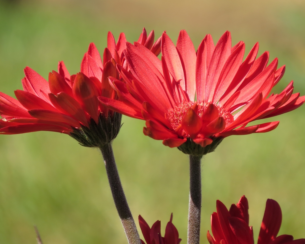 Два красивых красных цветка крупным планом