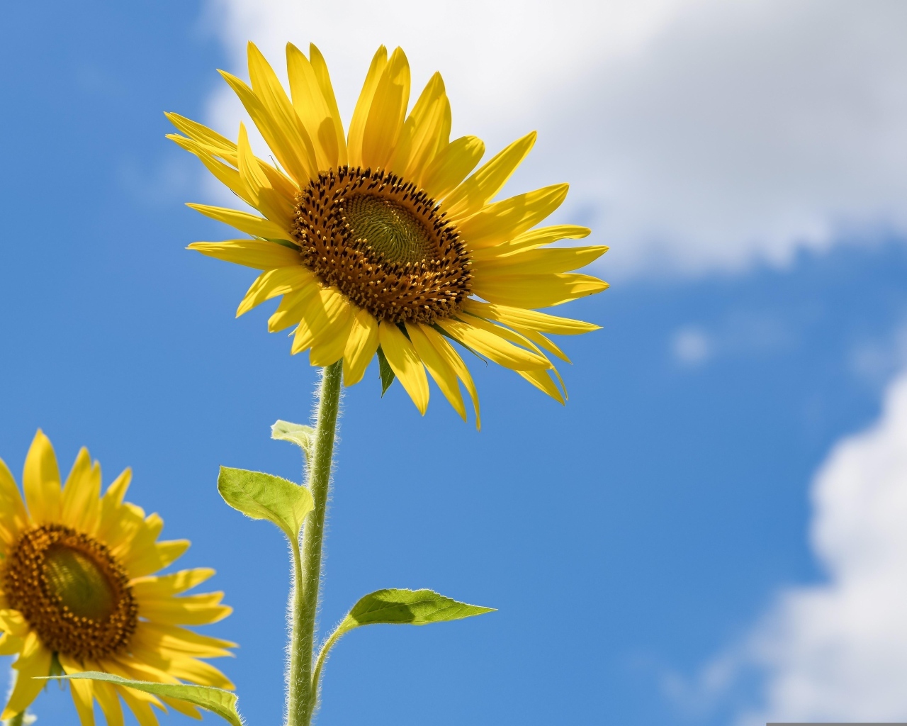 Два красивых желтых подсолнуха на фоне голубого неба 
