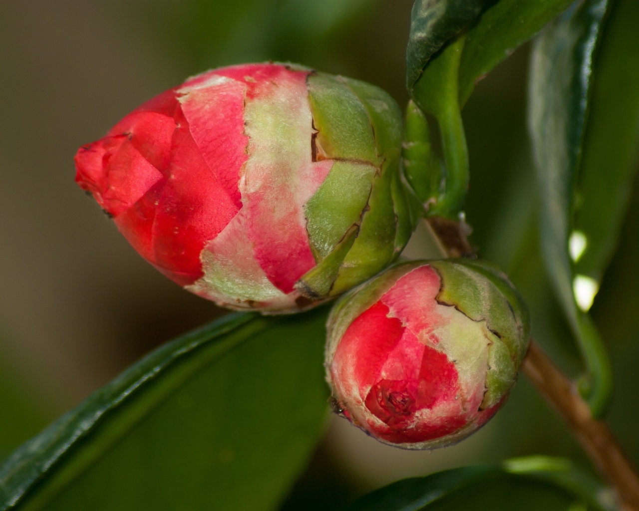 Два бутона красных цветов камелии