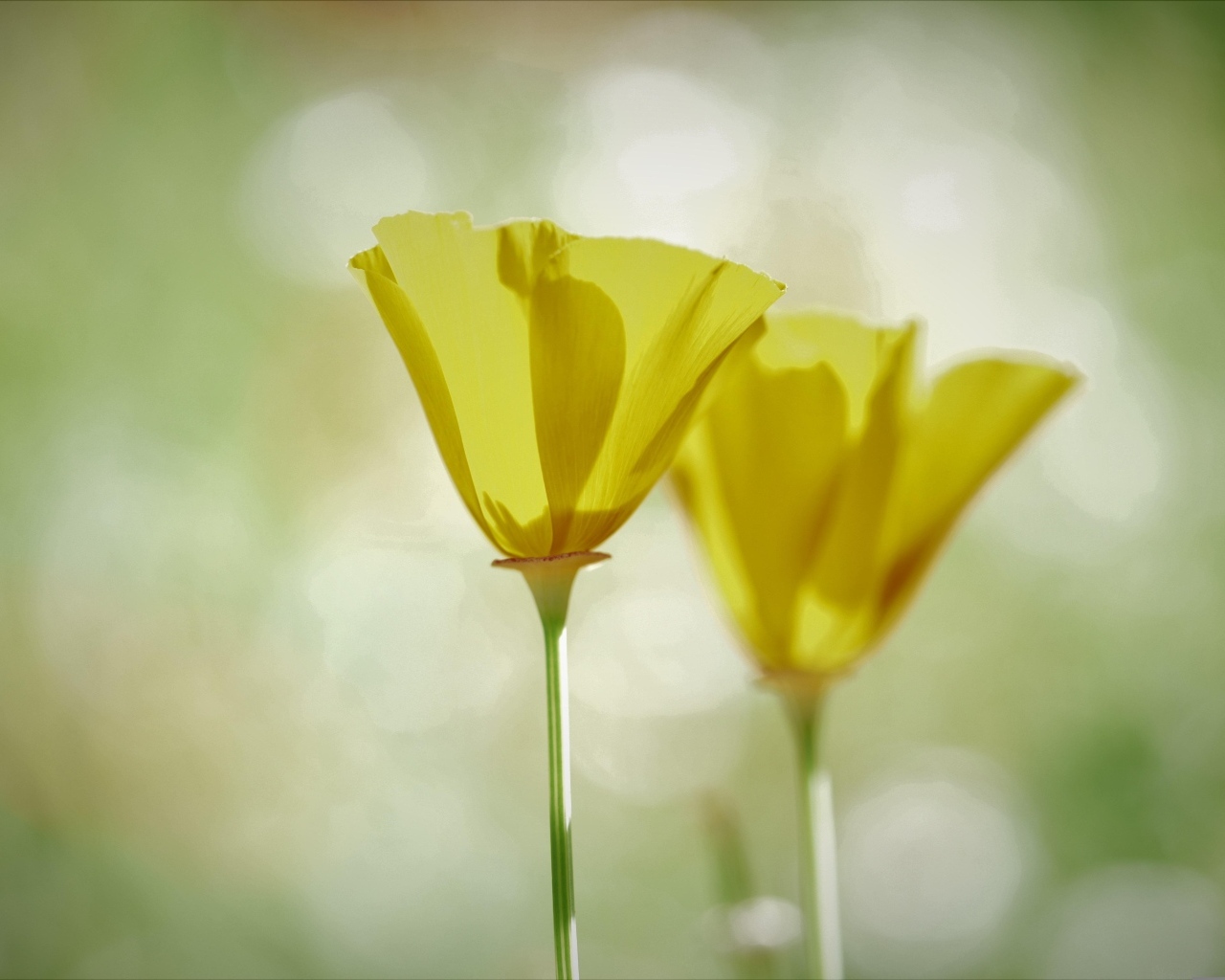 Два нежных желтых цветка эшшольции 