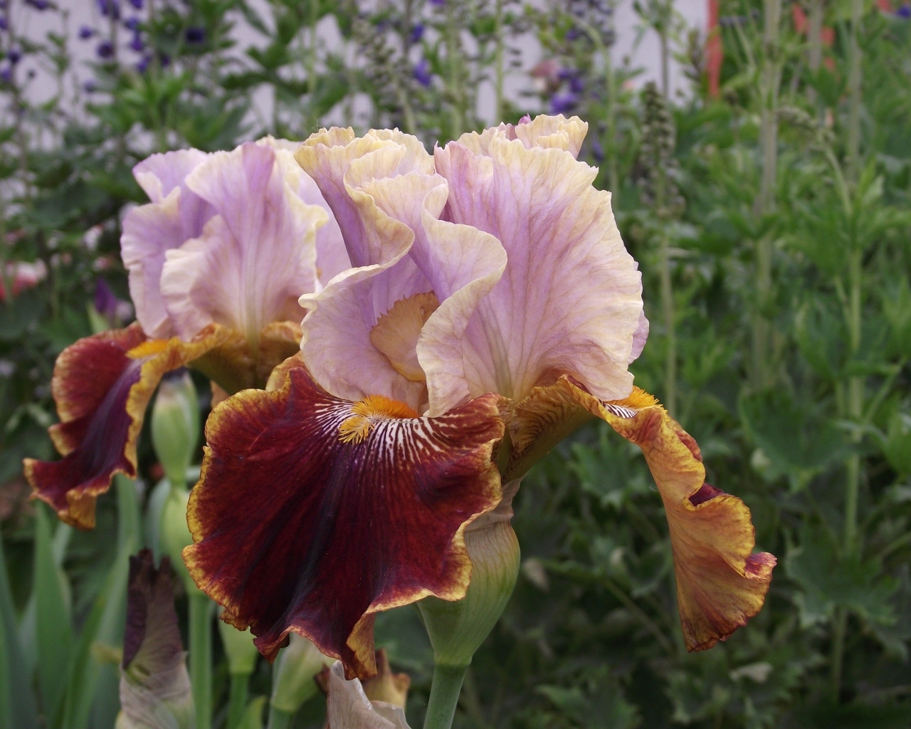 Два цветка ириса на клумбе в саду