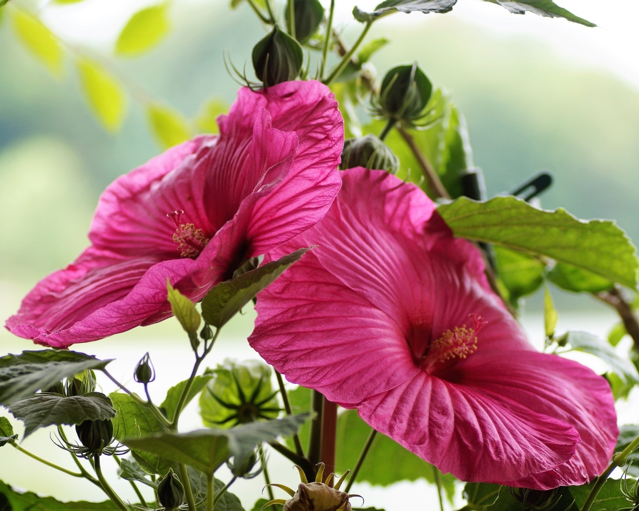 Два больших цветка гибискуса с бутонами