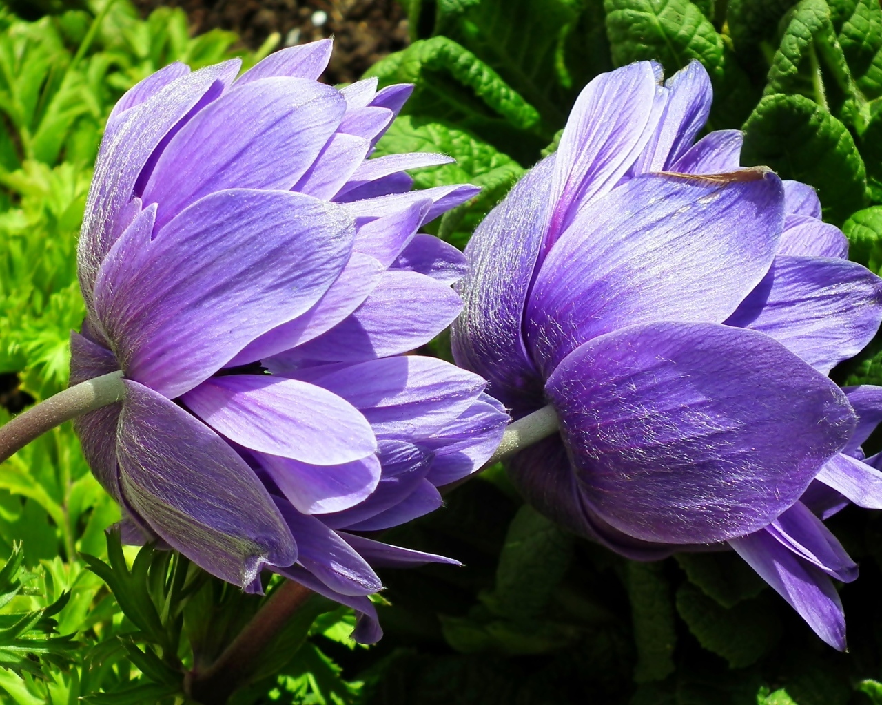 Два сиреневых цветка анемоны крупным планом