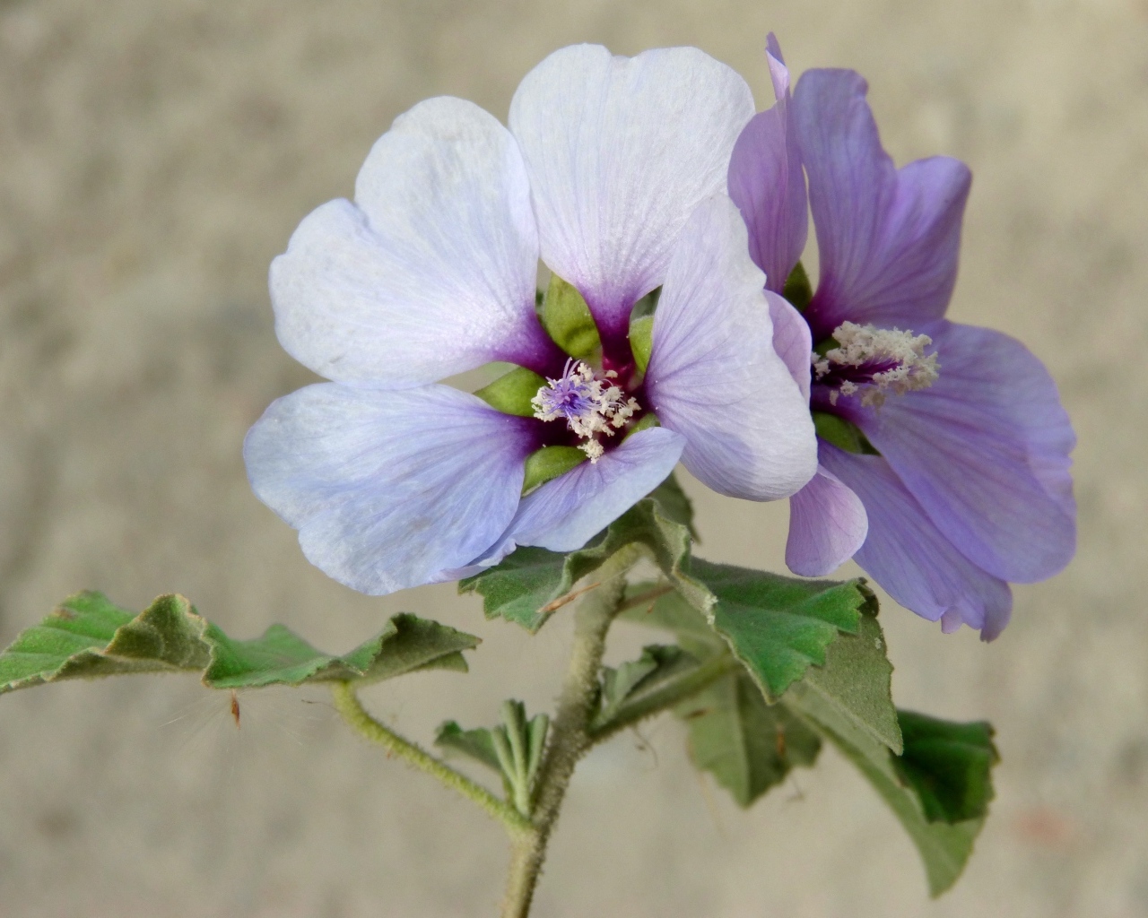 Два сиреневых цветка гибискуса крупным планом
