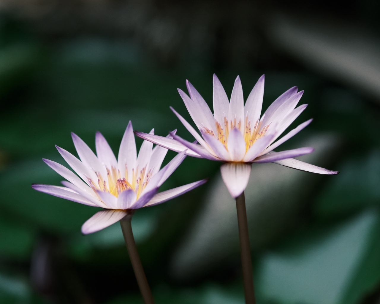 Два сиреневых цветка лотоса в пруду