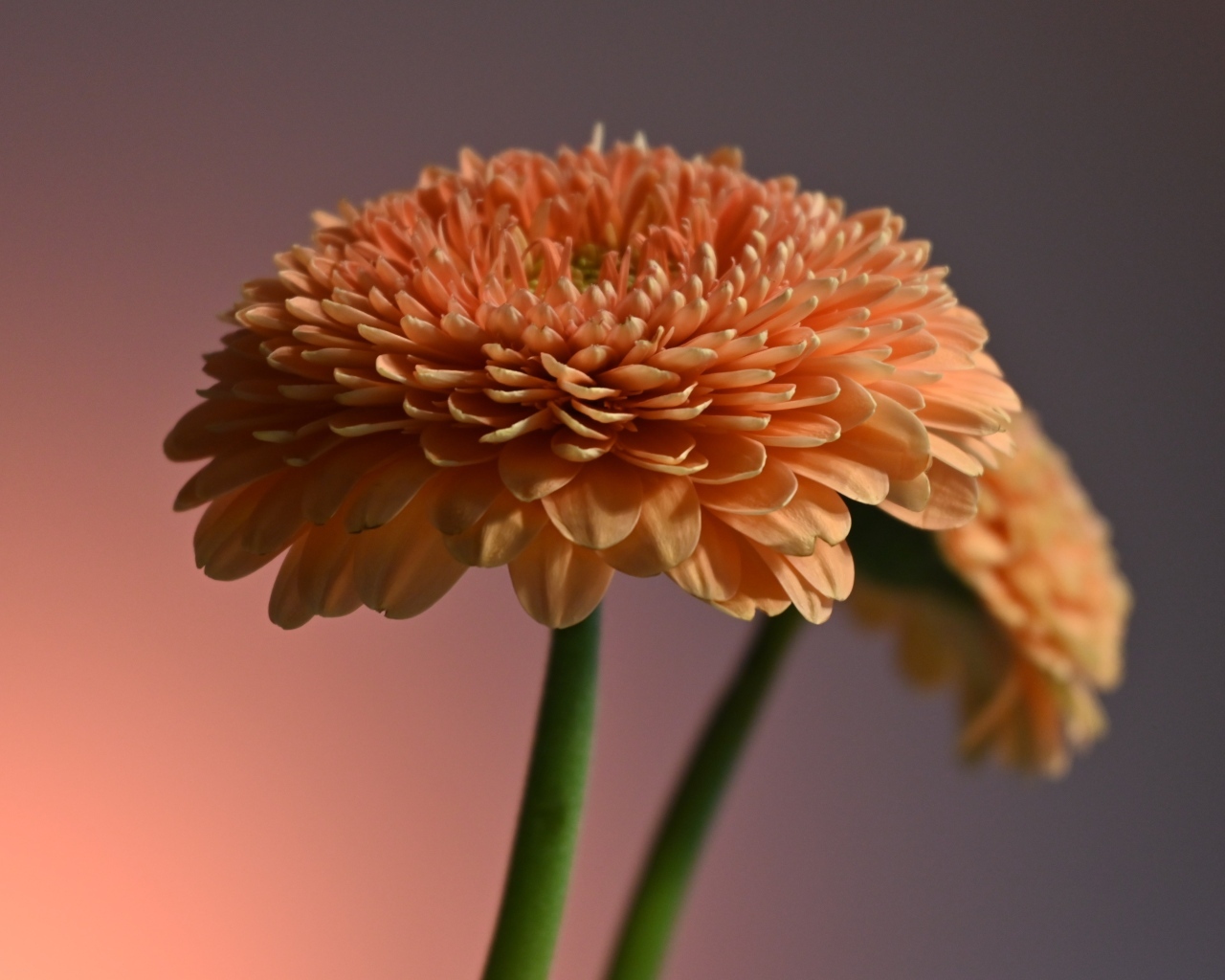 Два пышных цветка герберы крупным планом