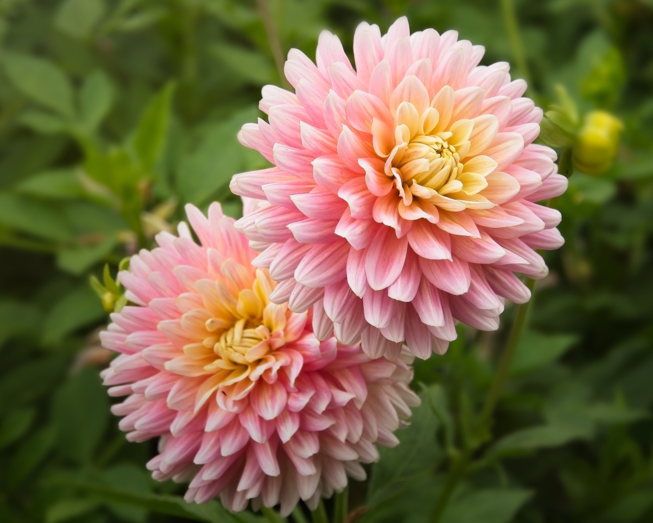 Два пышных розовых цветка георгина