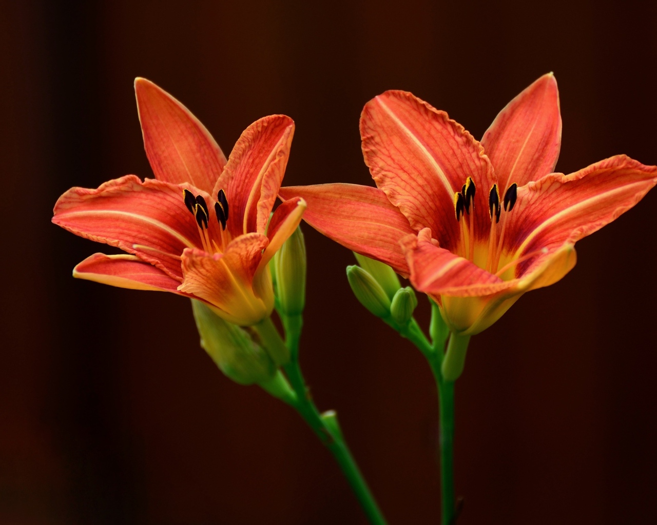 Два оранжевых цветка лилии на коричневом фоне