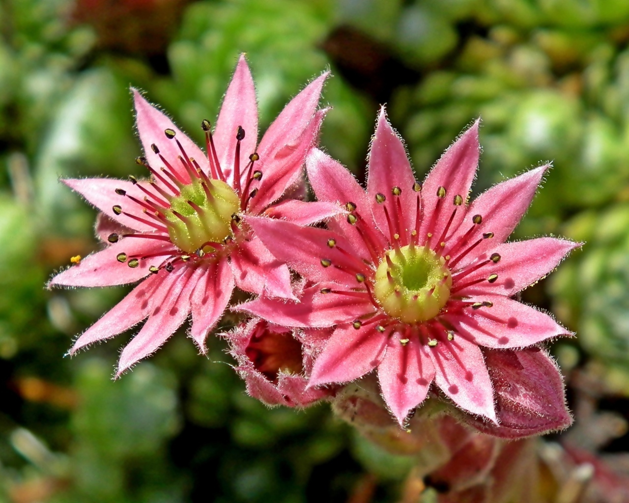 Два розовых цветка крупным планом