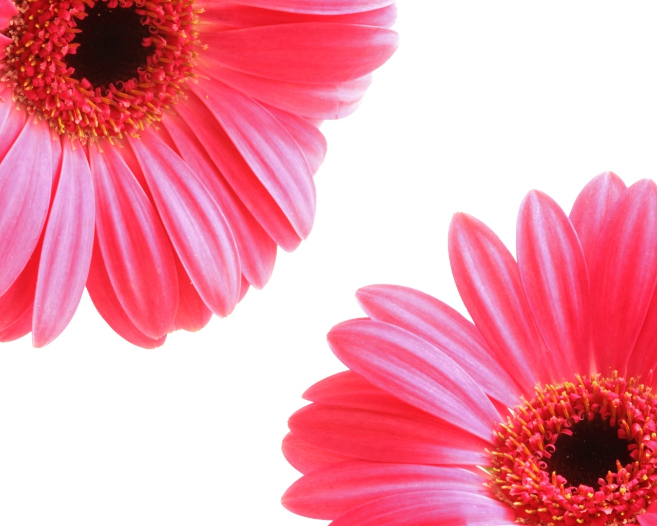 Два цветка розовой герберы на белом фоне