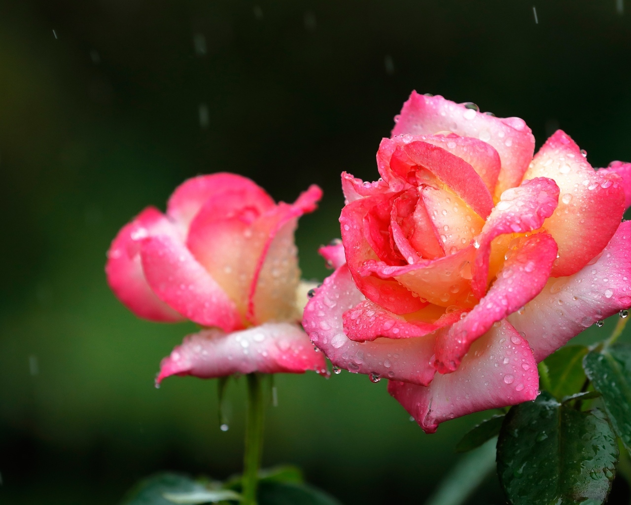 Две розовые розы под дождем